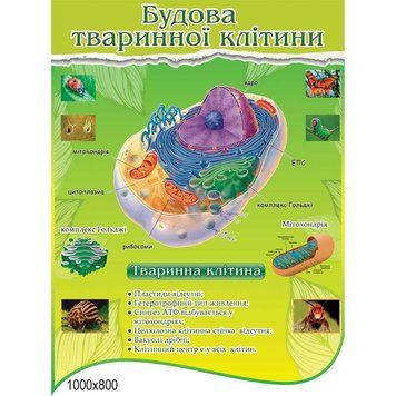 Будова тваринної клітини 44397 фото з прикладом дизайну