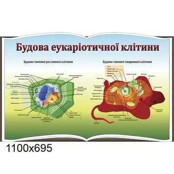 Стенд "Будова клітини" книга 44148 фото з прикладом дизайну