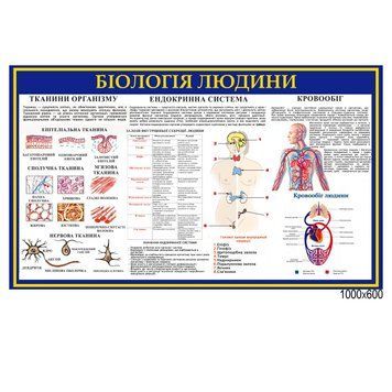 Стенд Біологія людини 200106 фото з прикладом дизайну