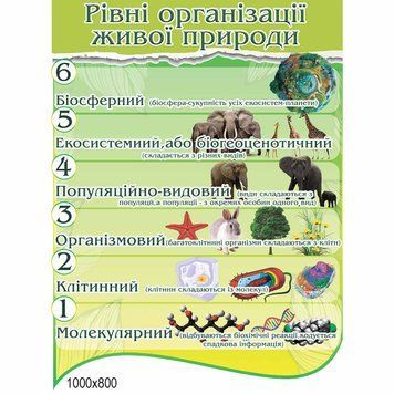 Рівні організації живої природи 41779 фото з прикладом дизайну