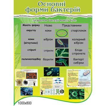 Основні форми бактерій 41771 фото з прикладом дизайну