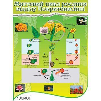 Життєвий цикл рослини 44145 фото з прикладом дизайну