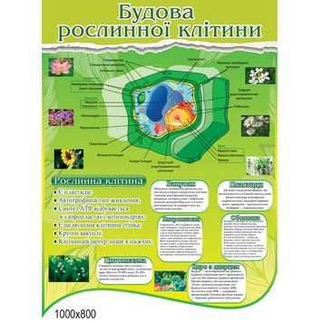 Будова рослинної клітини 40600 фото з прикладом дизайну